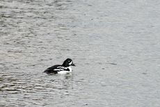 Spatelente (2 von 3).jpg